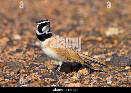 Temminck gehörnte Lerche (Eremophila Bilopha), im Lebensraum, Marokko Stockfoto