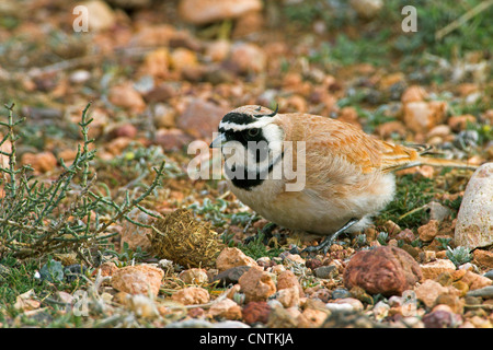 Temminck gehörnte Lerche (Eremophila Bilopha), im Lebensraum, Marokko Stockfoto