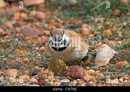 Temminck gehörnte Lerche (Eremophila Bilopha), auf den Feed, Marokko Stockfoto