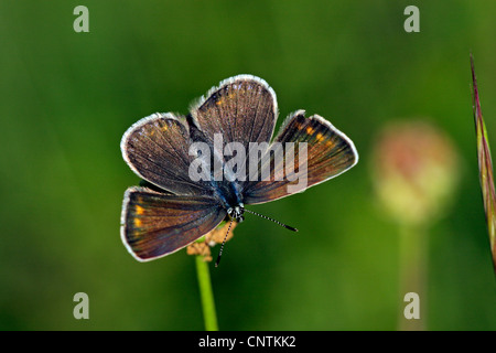 Adonis blue (Polyommatus Bellargus, Lysandra Bellargus), Frau von oben, Deutschland, Baden-Württemberg Stockfoto