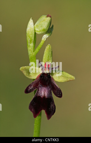 fliegen Orchidee (Ophrys Insectifera), einzelne Blume, Deutschland, Baden-Württemberg Stockfoto