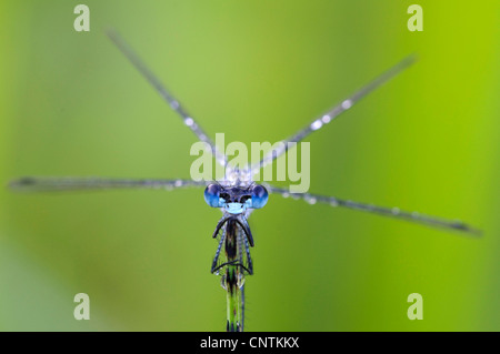 grüne Lestes, Emerald Damselfly (Lestes Sponsa), Porträt, Deutschland, Bayern Stockfoto