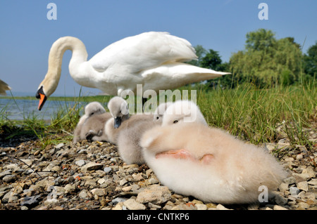 Höckerschwan (Cygnus Olor), Erwachsene mit vier Küken an einem Seeufer, Deutschland Stockfoto