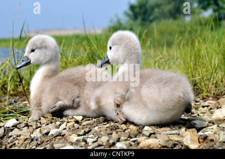 Höckerschwan (Cygnus Olor), zwei Küken an einem Seeufer, Deutschland Stockfoto