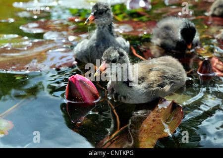 Teichhuhn (Gallinula Chloropus), drei Küken unter Wasser-Lilien, Deutschland Stockfoto