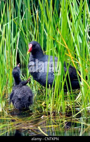 Teichhuhn (Gallinula Chloropus), Erwachsene mit Küken betteln, Deutschland Stockfoto