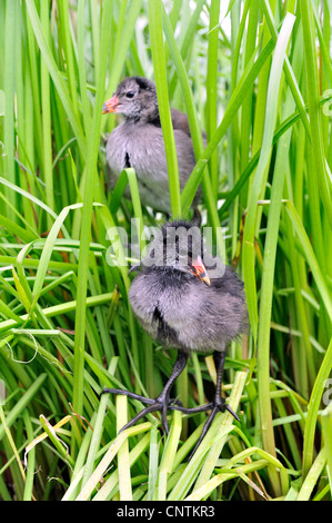 Teichhuhn (Gallinula Chloropus), zwei Küken Klettern auf Binsen an einem See-Ufer, Deutschland Stockfoto