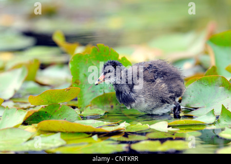 Teichhuhn (Gallinula Chloropus), Küken, stehend auf einem Seerosen-Blatt in einem See, Deutschland Stockfoto