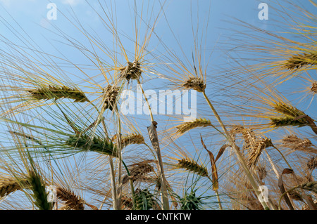 Gerste (Hordeum Vulgare), Gerste Ohren gegen blauen Himmel, Deutschland Stockfoto