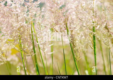 gemeinsamen samt Rasen, Yorkshire-Nebel, schleichende Velvetgrass (Holcus Lanatus), blühen bei Gegenlicht, Deutschland Stockfoto