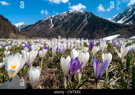 Niederländische Krokus, Frühlings-Krokus (Crocus Vernus, Crocus Neapolitanus), auf einer Bergwiese, Matsch, Matschertal, Südtirol, Italien Stockfoto