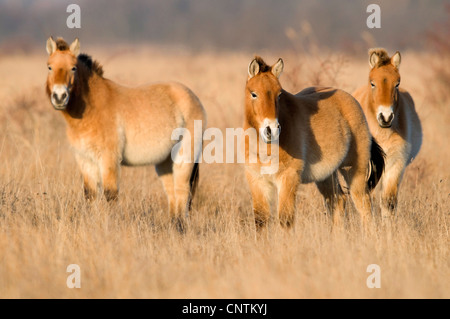 Przewalski Pferd (Equus Przewalski), Wildpferde in sonnendurchfluteten Steppe, Österreich, Kärnten, Nationalpark Neusiedler See Stockfoto