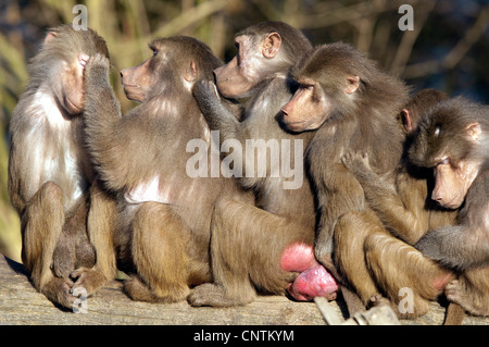 Hamadryas Pavian, Heiligen Pavian (Papio Hamadryas), sitzen auf einem Baumstamm in eine Zeile lousing einander Stockfoto