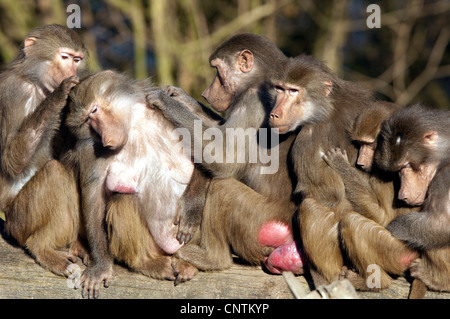 Hamadryas Pavian, Heiligen Pavian (Papio Hamadryas), sitzen auf einem Baumstamm in eine Zeile lousing einander Stockfoto