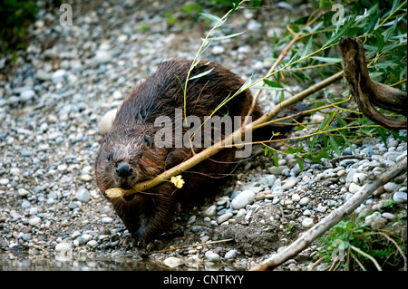 Eurasische Biber, europäische Biber (Castor Fiber), ziehen einen frischen Zweig auf dem Wasser mit dem Mund, Deutschland, Bayern Stockfoto
