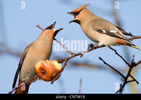 Böhmische Seidenschwanz (Bombycilla Garrulus), zwei Personen streiten über ein Apple, Deutschland, Bayern Stockfoto