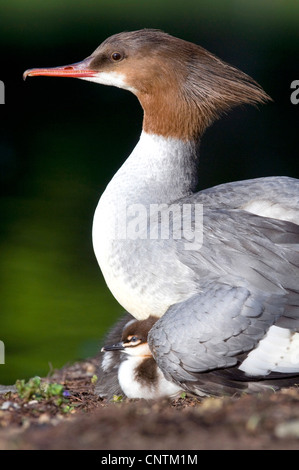 Gänsesäger (Mergus Prototyp), weibliche sitzen mit Küken im Gefieder, Deutschland, Bayern Stockfoto