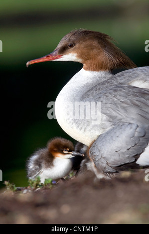 Gänsesäger (Mergus Prototyp), weibliche sitzen mit Küken im Gefieder, Deutschland, Bayern Stockfoto