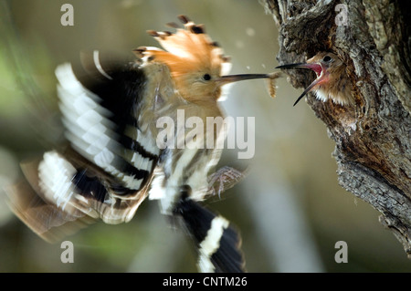 Wiedehopf (Upupa Epops), Fütterung in seiner Zucht-Höhle Stockfoto