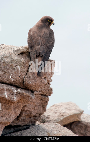 Eleonora von Falke (Falco Eleonorae), männliche sitzt auf einem Felsen, Capo Sandalo, Isola San Pietro, Sardinien, Italien Stockfoto