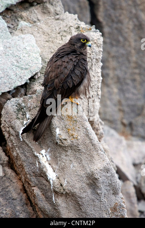 Eleonora von Falke (Falco Eleonorae), dunklen Mann sitzt auf einem Felsen, Capo Sandalo, Isola San Pietro, Sardinien, Italien Stockfoto