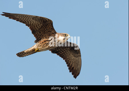 Eleonora von Falke (Falco Eleonorae), fliegende helle männlich, Capo Sandalo, Isola San Pietro, Sardinien, Italien Stockfoto