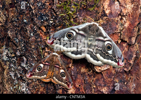 Kaiser-Motte (Saturnia Pavonia, Eudia Pavonia), männliche und weibliche sitzen auf Rinde, Deutschland Stockfoto