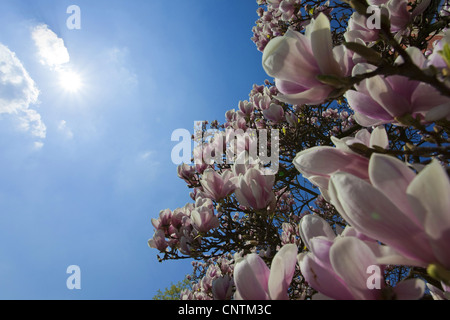 Untertasse Magnolie (Magnolia X soulangiana, Magnolia Soulangiana, X soulangeana Magnolia, Magnolia Soulangeana), blühender Strauch vor blauem Himmel und Sonne Stockfoto