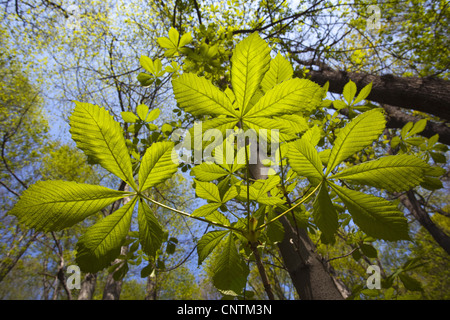 gemeinsamen Rosskastanie (Aesculus Hippocastanum), verlässt bei Gegenlicht, Deutschland, Sachsen Stockfoto