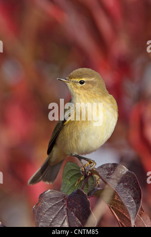 Zilpzalp (Phylloscopus Collybita), am Zweig, Deutschland, Rheinland-Pfalz Stockfoto