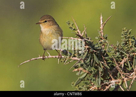 Zilpzalp (Phylloscopus Collybita), am Zweig, Deutschland, Rheinland-Pfalz Stockfoto