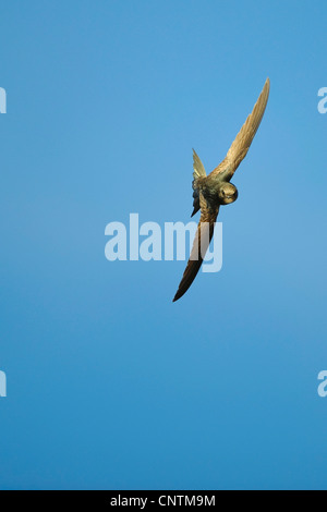 Eurasische Swift (Apus Apus), im Flug, Deutschland, Mecklenburg-Vorpommern Stockfoto