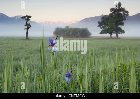 Sibirische Schwertlilie (Iris Sibirica), Blomming im Murnauer, Deutschland, Bayern, Murnauer Moos, Murnau Stockfoto