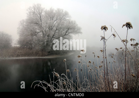 Raureif am Fluss Amper, Deutschland, Bayern, Ampermoos, Inning Stockfoto