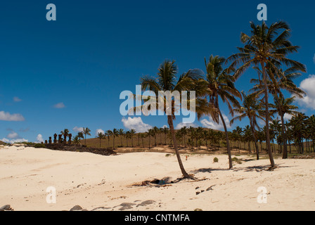 Palmen am Strand von Anakena mit Moai im Hintergrund Stockfoto