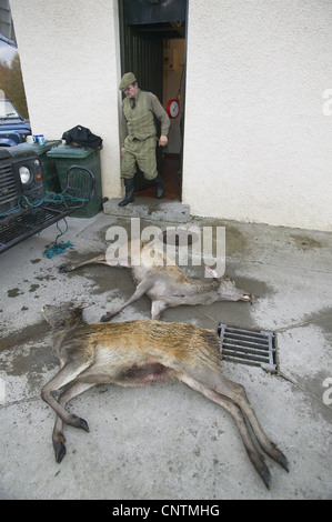 Rothirsch (Cervus Elaphus), erschossen auf dem Beton Boden vor der ein Carving Station, Großbritannien, Schottland, Sutherland hinds Stockfoto