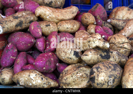 Süßkartoffel (Ipomoea Batatas), Knollen auf einem Markt, Niederländische Antillen Stockfoto