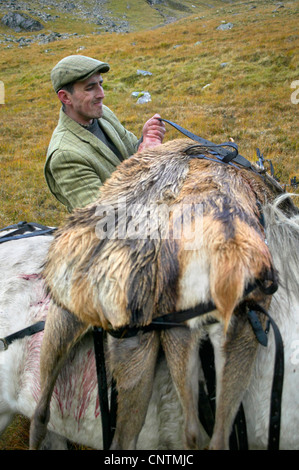 Rothirsch (Cervus Elaphus), Stalker Befestigung erschossen Hinds auf der Rückseite des Highland Pony für den Transport Alladale Wilderness Reserve, Sutherland, Schottland, Vereinigtes Königreich Stockfoto