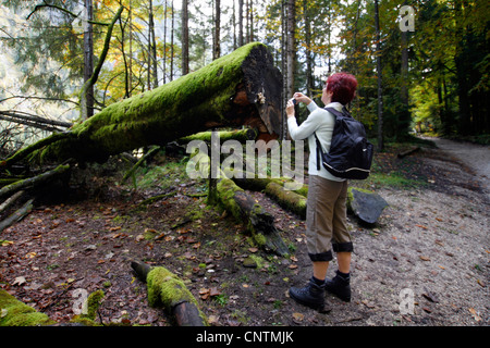 Frau fotografieren Fugis auf abgestorbenem Holz, Ramsau, Berchtesgadener Land, Bayern, Deutschland Stockfoto