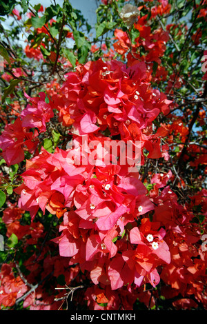 Papierfabrik, Four-o'clock (Bougainvillea spec.), blühen, Dominikanische Republik, Bayahibe Stockfoto