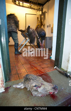 Rothirsch (Cervus Elaphus), eine Hirschkuh Kopf liegend an der Schwelle zu einem speziellen gefliesten Raum eine Schnitzerei, in der der Rest des Körpers ist zerstückelt und ausgeweidet auf einem metallischen Gerüst, Großbritannien, Schottland, Sutherland Stockfoto