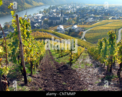 Weinberge in Kroev an der Mittelmosel, Deutschland, Rheinland-Pfalz, Kroev Stockfoto