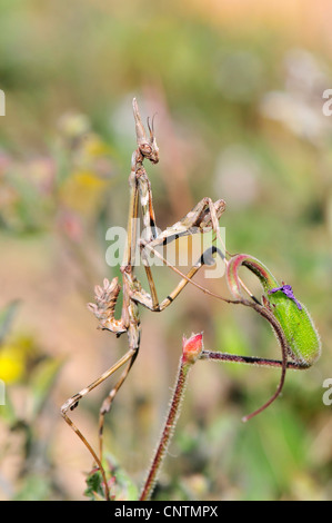 Conehead Mantis (Empusa Pennata), sitzen auf einer Pflanze, Portugal, Algarve Stockfoto