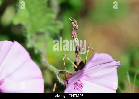 Conehead Mantis (Empusa Pennata), sitzen auf einer Blüte, Portugal, Algarve Stockfoto