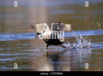 gemeinsamen Eiderenten (Somateria Mollissima), beginnend, Norwegen Stockfoto