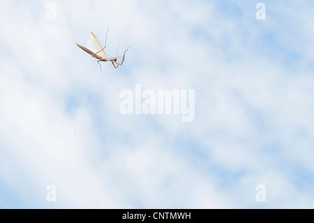 Europäische Jagd Gottesanbeterin (Mantis Religiosa), braune Männchen im Flug Stockfoto