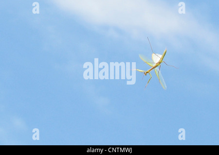 Europäische Jagd Gottesanbeterin (Mantis Religiosa), grünen Männchen im Flug Stockfoto