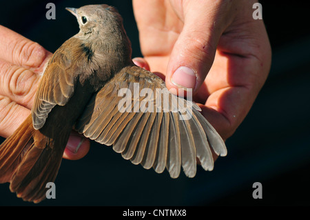 Nachtigall (Luscinia Megarhynchos), Hände mit ausgestreckten Flügel, Deutschland, Saarland Stockfoto