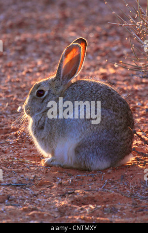 Wüste, Kaninchen, Wüste Cottontail Kaninchen (Sylvilagus Audubonii), sitzen, USA, Arizona Stockfoto