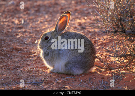 Wüste, Kaninchen, Wüste Cottontail Kaninchen (Sylvilagus Audubonii), sitzen, USA, Arizona Stockfoto